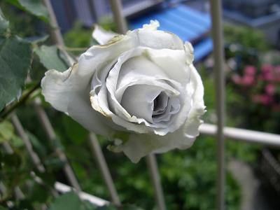 ブルーヘブン