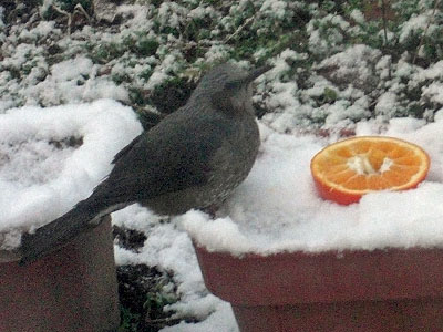 雪とヒヨドリ