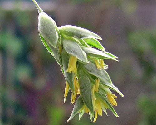 数珠玉の雄花