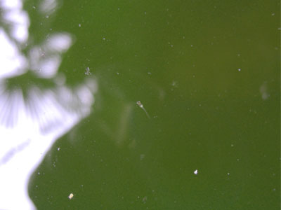 緑水の稚魚