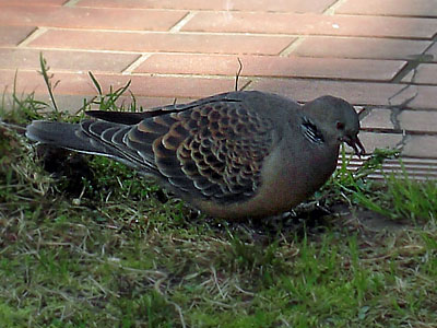 食べる