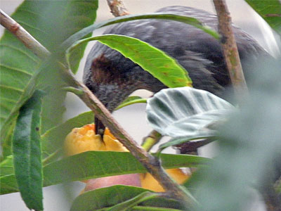 びわを食べるヒヨドリ