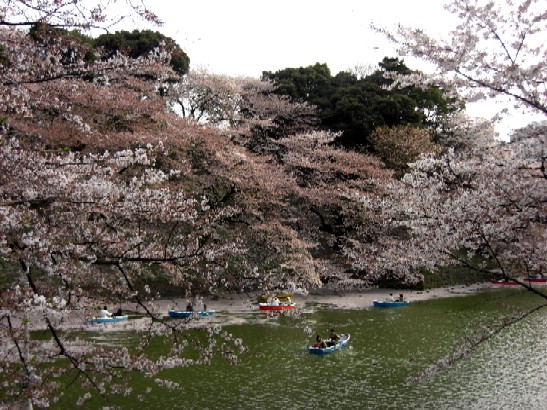 千鳥が淵桜