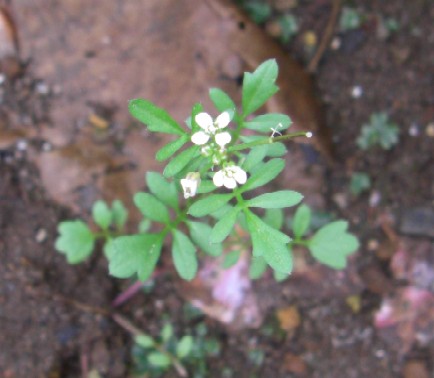 タネツケバナ花