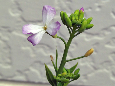 薄紫のダイコンの花