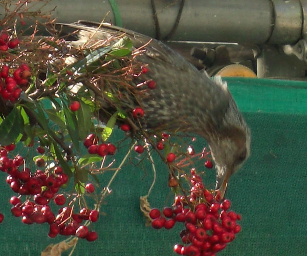 ひよどり食べる１