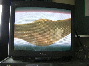 ツバキの断面テレビ画像