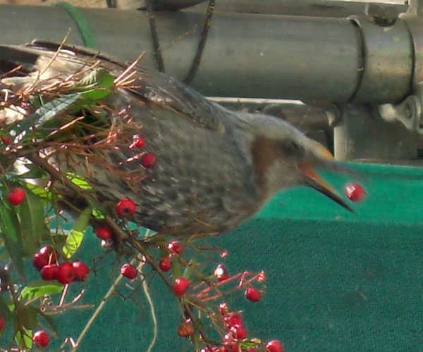 ひよどり食べる２