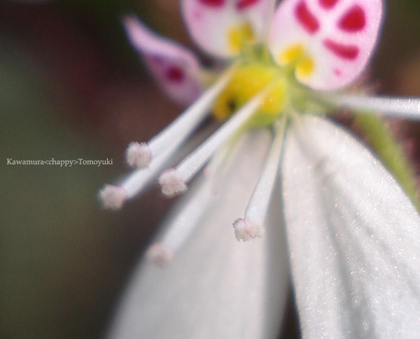 天使の羽を持つ花