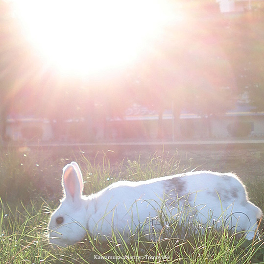 天照うさたんほふく前身