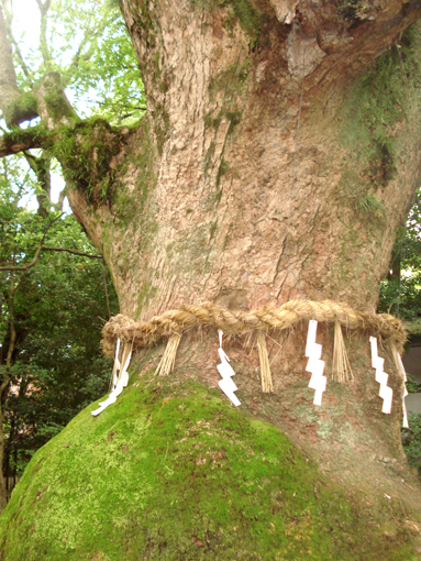 熱田御神木