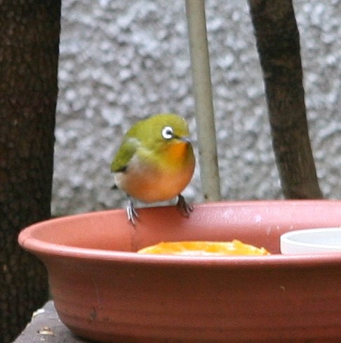 キャノン 047.jpg