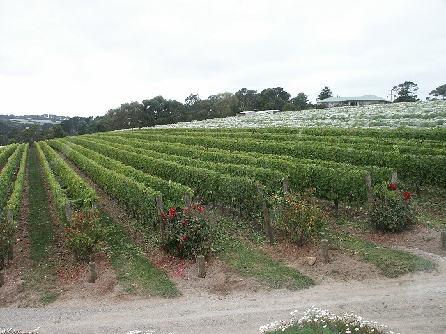 2004年3月16~29オージー 162.jpg