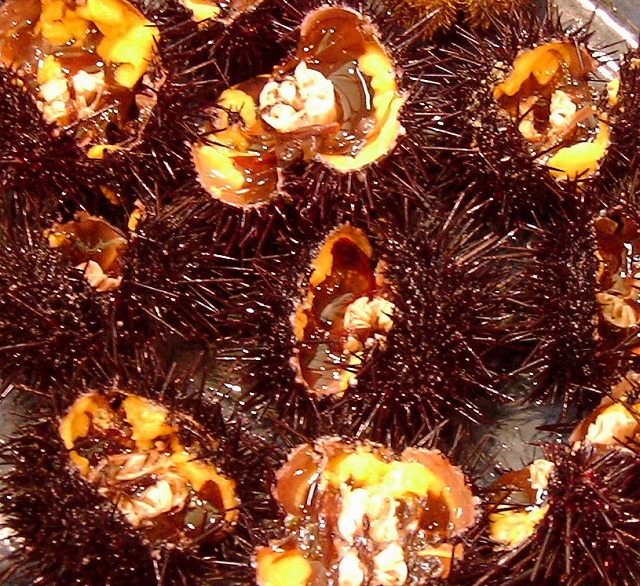 北海道・礼文 159.jpg