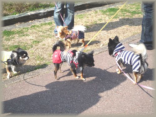 チワワ軍団w.JPG