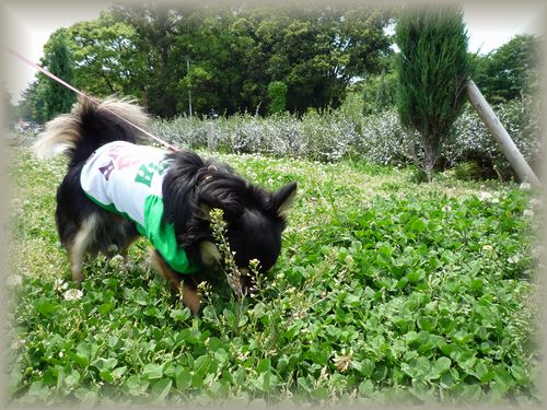 5.17 緑地でお散歩2.JPG