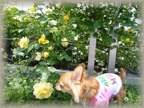 5.17 緑地でお散歩3.JPG