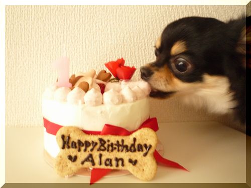 セレブわんこ　ケーキ　アラン2.JPG