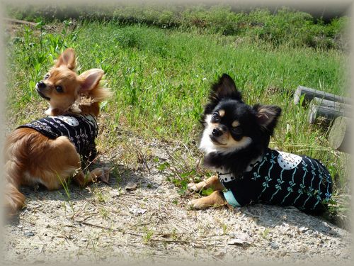 原っぱ　alan&yuri