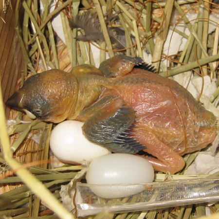 孵化11日目の文鳥ヒナ（「クリ｣）