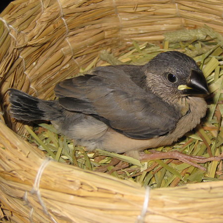 孵化23日目の文鳥ヒナ（クリ）