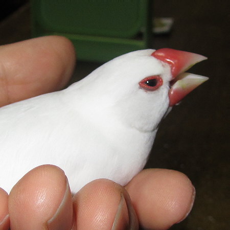 てんかん発作を起こした文鳥（シン）