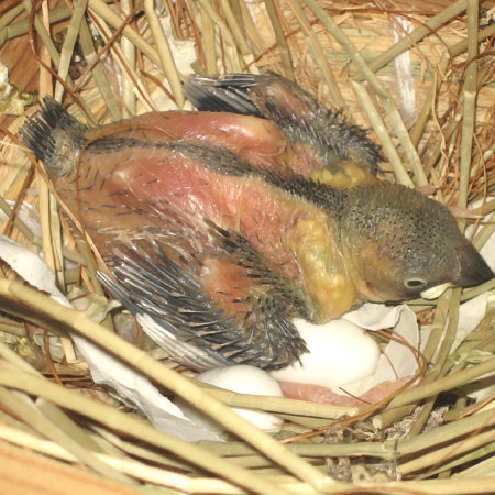 孵化14日目の文鳥ヒナ