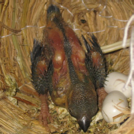 孵化14日目の文鳥ヒナ