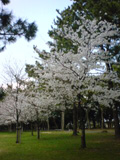 公園の桜