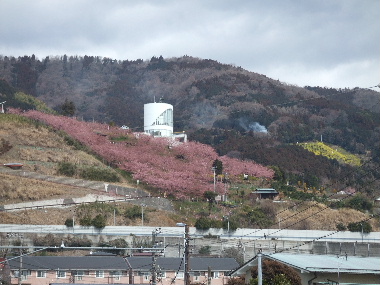 松田山ハーブガーデンJPG