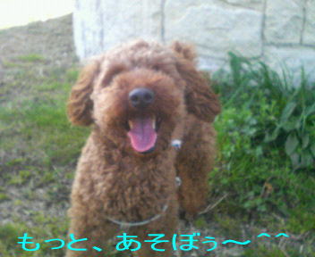 どっぐらん＾＾