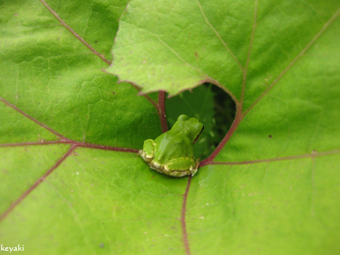 かえるもお尻を向けます