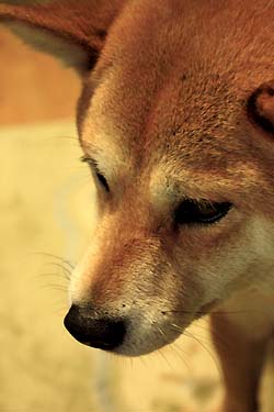 南阿蘇2010年5月 130-1.jpg