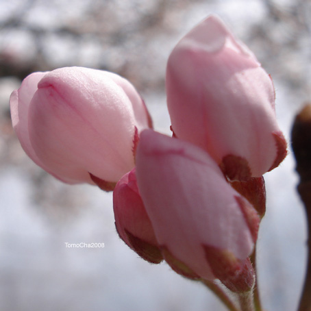 桜の蕾み