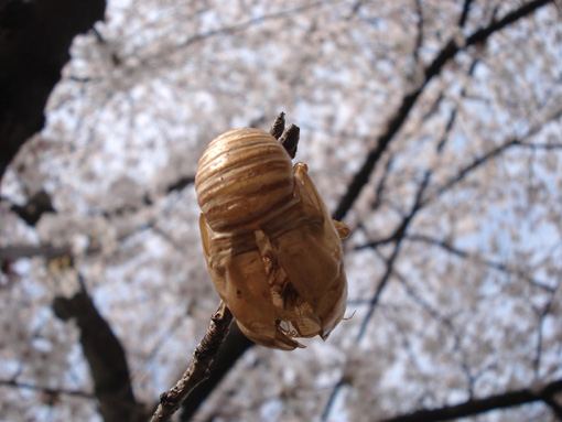 桜蝉