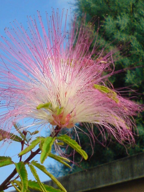 ねむの木の花