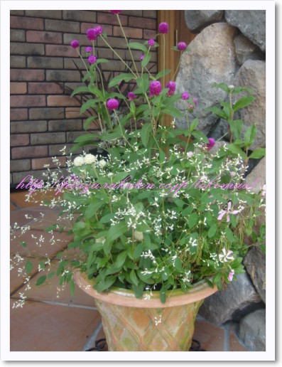 センニチコウの寄せ植え