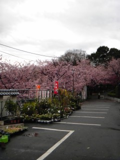 3密蔵院桜.jpg