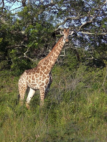 南アフリカの野生動物 ケープキリン 南アフリカ情報最前線 楽天ブログ