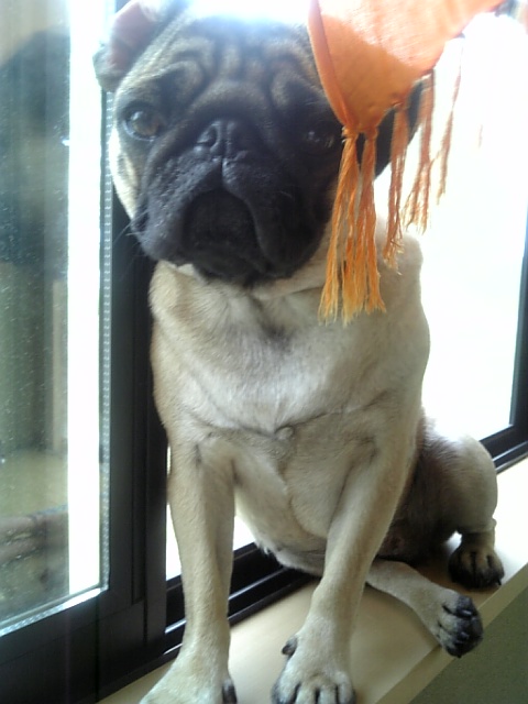 涼しいワンっ♪