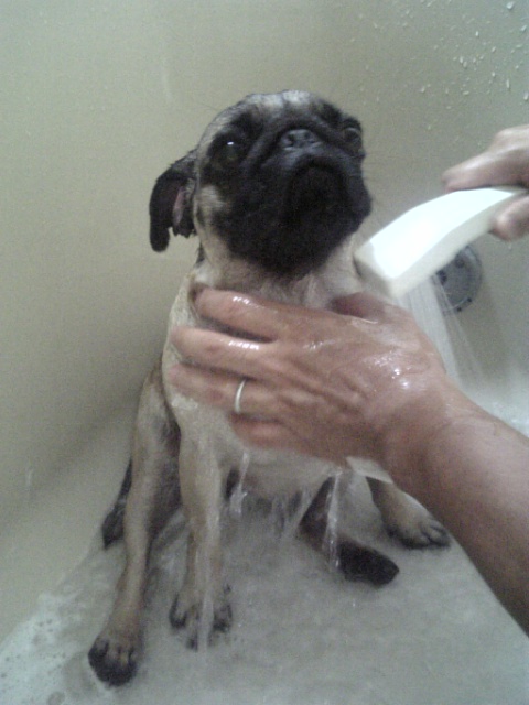 シャワー格別ぅ~♪