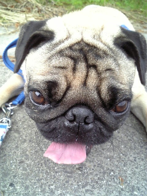 お疲れだワンっ☆