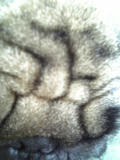 おでこに文字が…!!