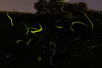 飛び交うホタル☆