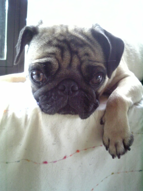 また会おうワンっ☆