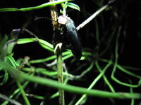 幻想的な世界☆