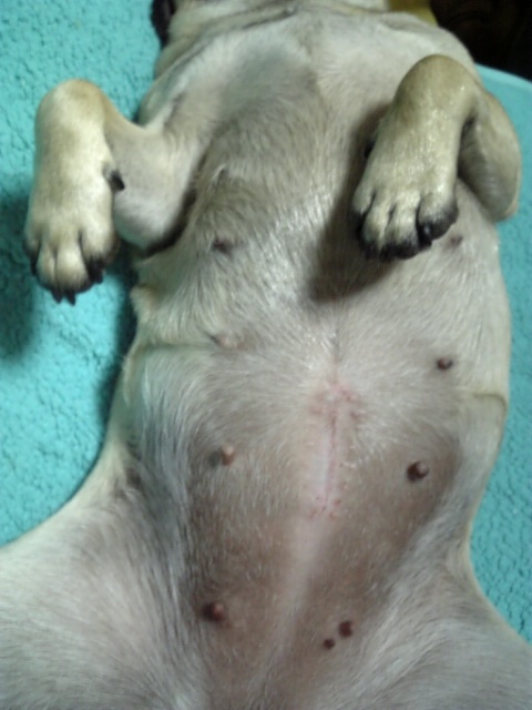 爆睡中。。。へそてん