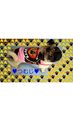 タイガース★つむじ