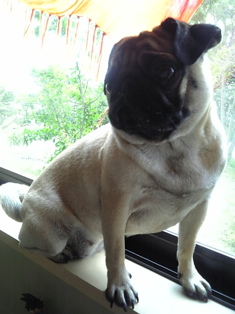 papaを見送るつむじ★