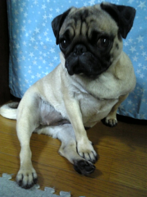 待ちくたびれたワンっ☆